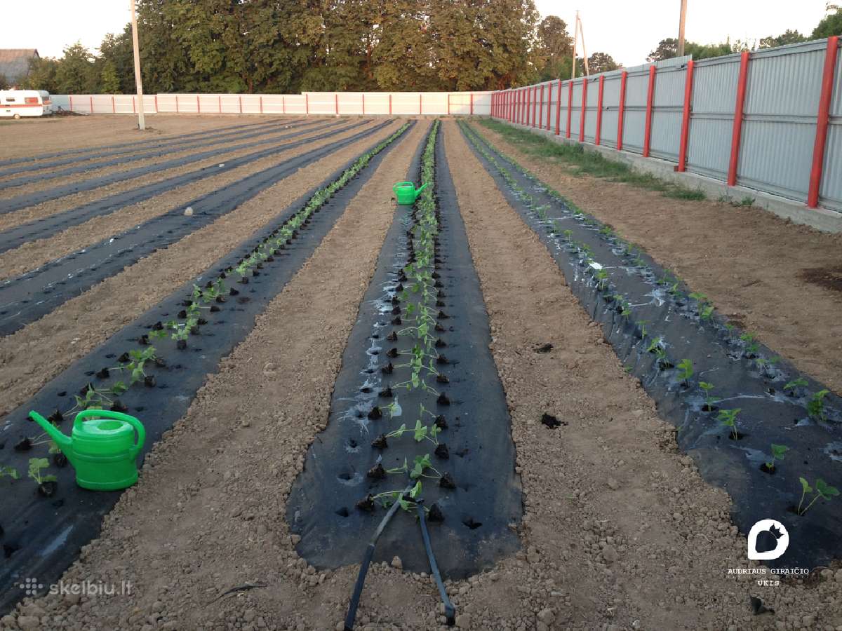 Agro plėvelės tiesimas braškėms, ir ne tik. Daigai - nuotraukos Nr. 5