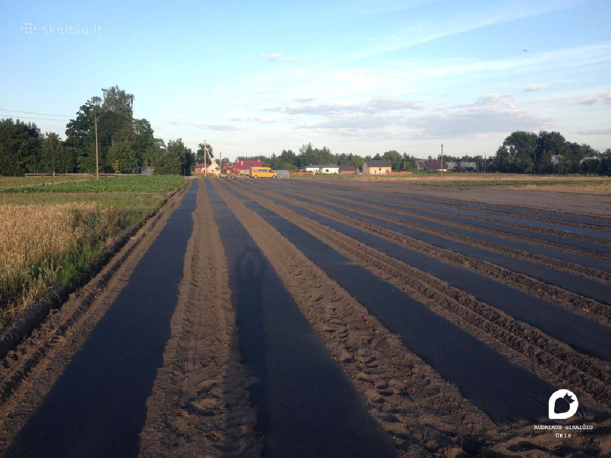 Agro plėvelės tiesimas braškėms, ir ne tik. Daigai - nuotraukos Nr. 6