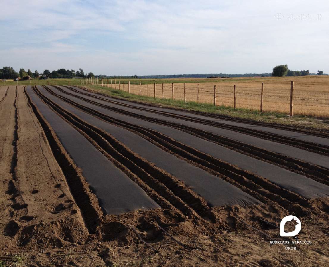 Agro plėvelės tiesimas braškėms, ir ne tik. Daigai - nuotraukos Nr. 7