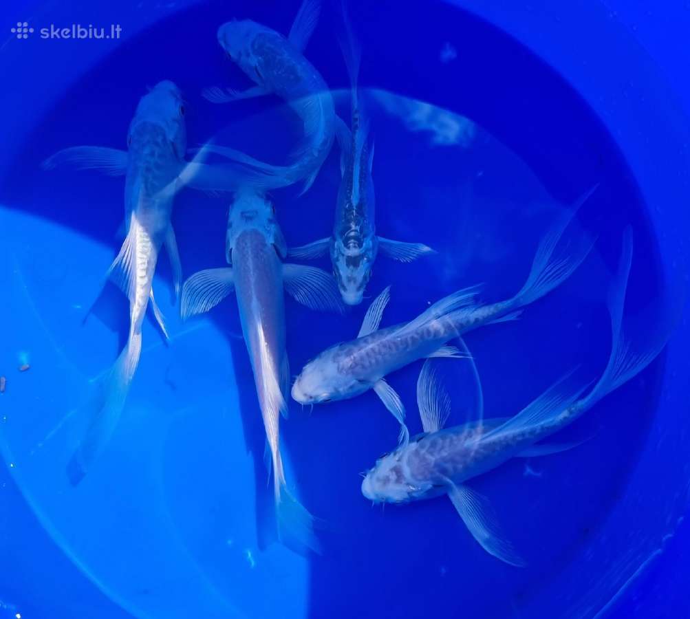Karosai spalvoti, Koi karpiai, Amūrai, Drūgeliai - nuotraukos Nr. 2