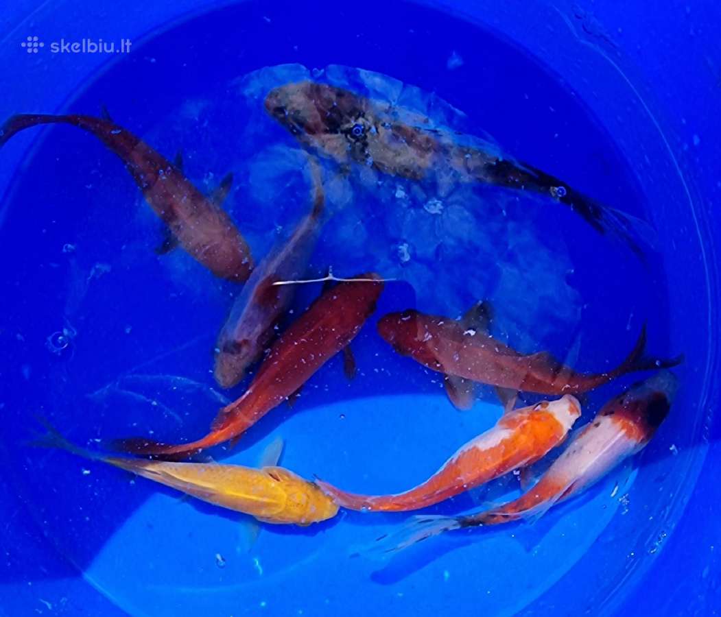 Karosai spalvoti, Koi karpiai, Amūrai, Drūgeliai - nuotraukos Nr. 3