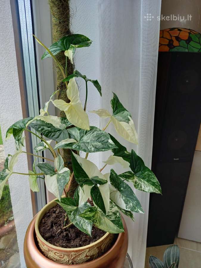 Syngonium Amerald Gem kolekcinis augalas.arba Alba - nuotraukos Nr. 3
