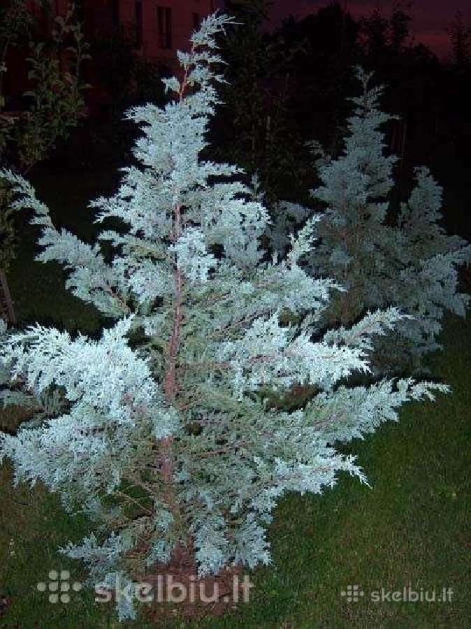 Graziau, prabangiau, nei Tujos, kadagys Moonglow - nuotraukos Nr. 3