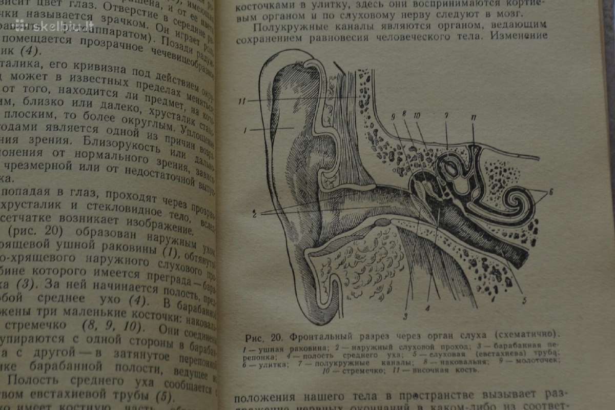 1950 m.sanitarijos draugoviu paruosimas - nuotraukos Nr. 3