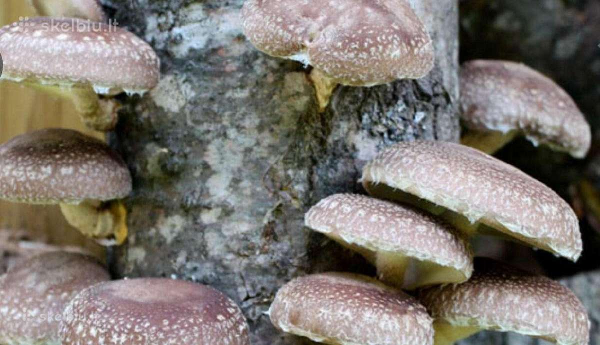 Shiitake bei kitų grybų grybiena kaisčių pjuvenų - nuotraukos Nr. 4