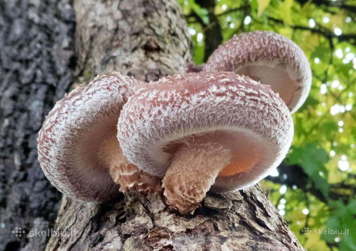 Shiitake bei kitų grybų grybiena kaisčių pjuvenų - nuotraukos Nr. 5