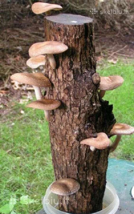 Shiitake bei kitų grybų grybiena kaisčių pjuvenų - nuotraukos Nr. 6