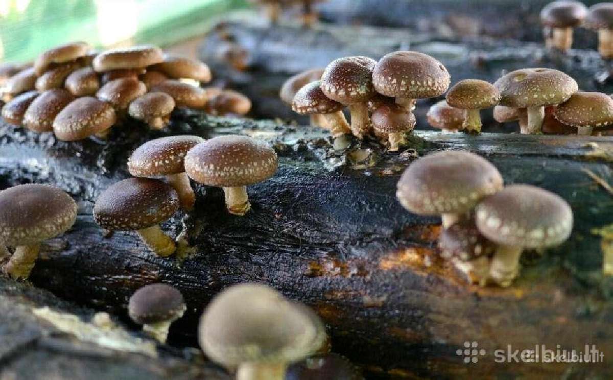 Shiitake bei kitų grybų grybiena kaisčių pjuvenų - nuotraukos Nr. 7