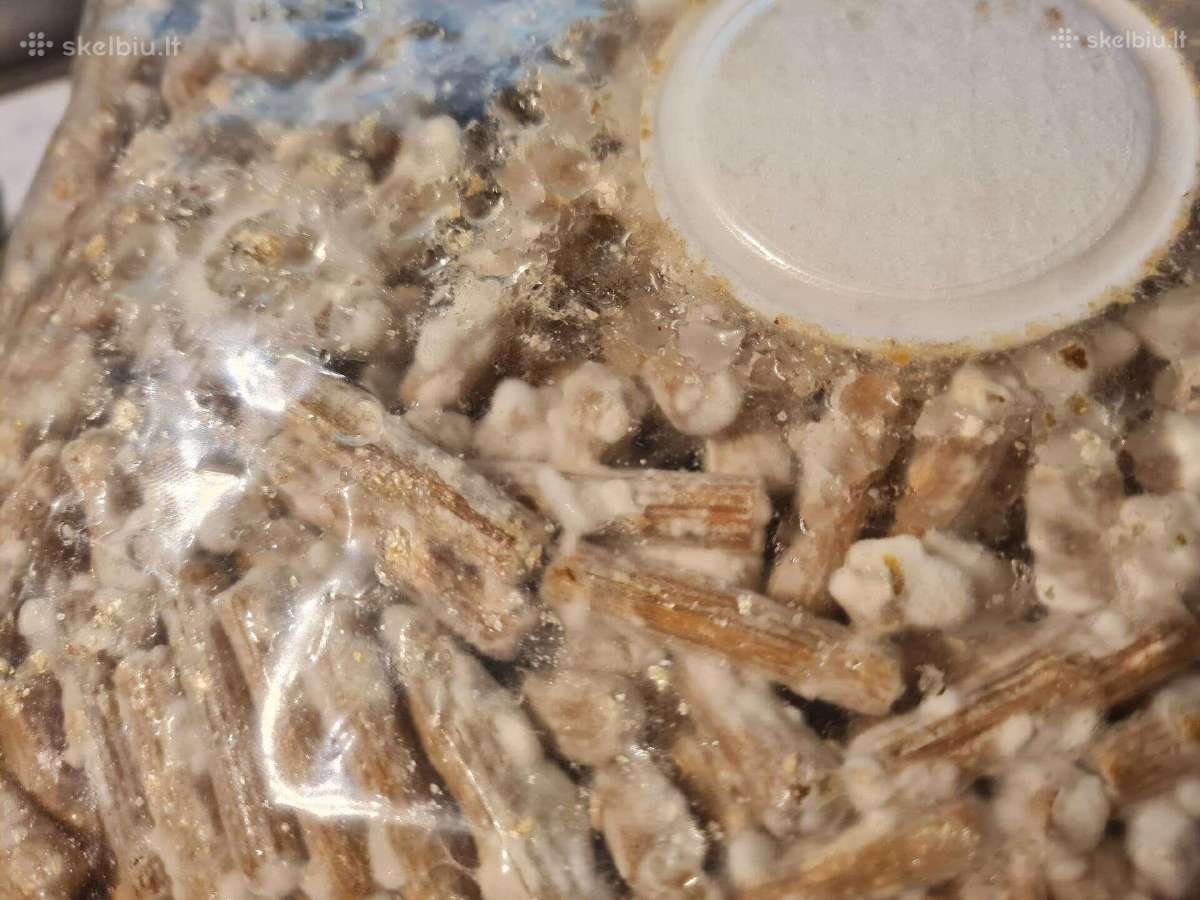 Shiitake bei kitų grybų grybiena kaisčių pjuvenų - nuotraukos Nr. 2