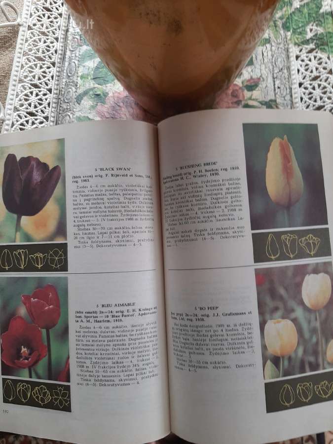 Knyga Tulpės - nuotraukos Nr. 7