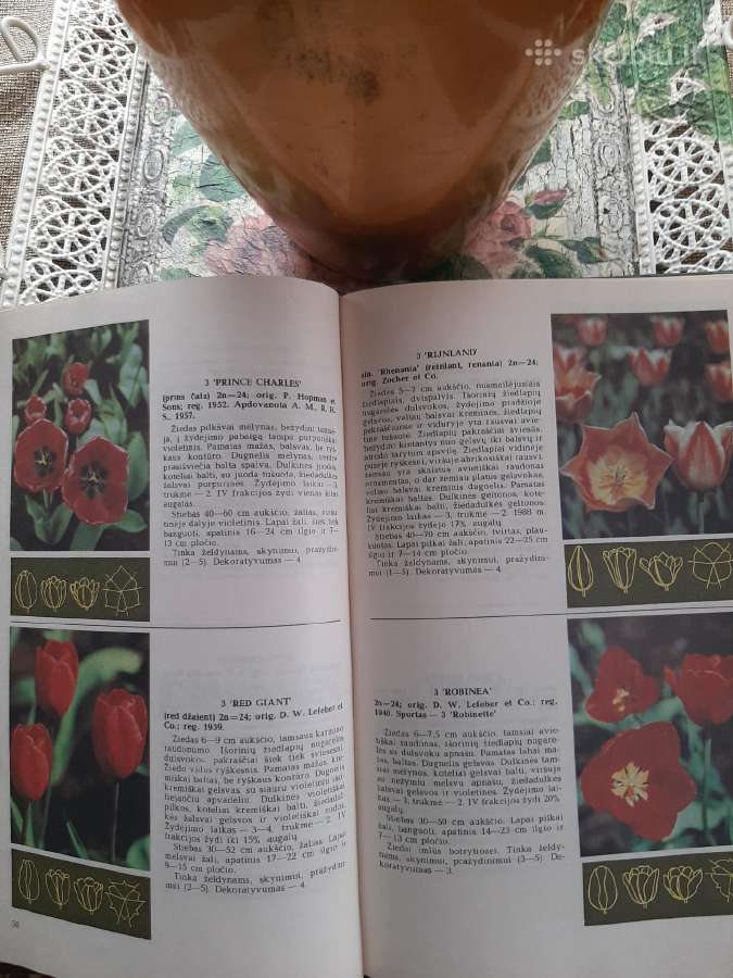 Knyga Tulpės - nuotraukos Nr. 8