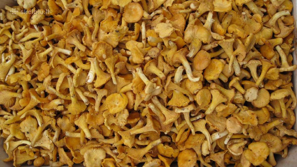 Šviežios voveraitės - Varėna - nuotraukos Nr. 10