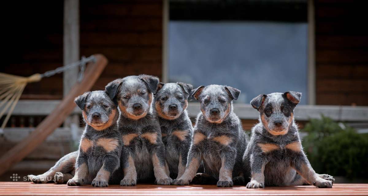Australų Ganymo šuo / Australian Cattle dog