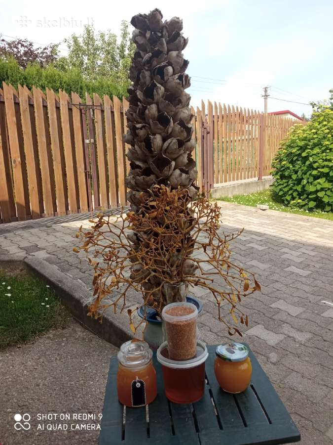 Žiedadulkės šaldytos, medus koryje - nuotraukos Nr. 5
