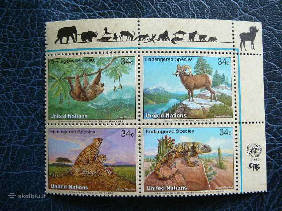 Gepardai Zverys Sno - (JAV) 2002 snj890