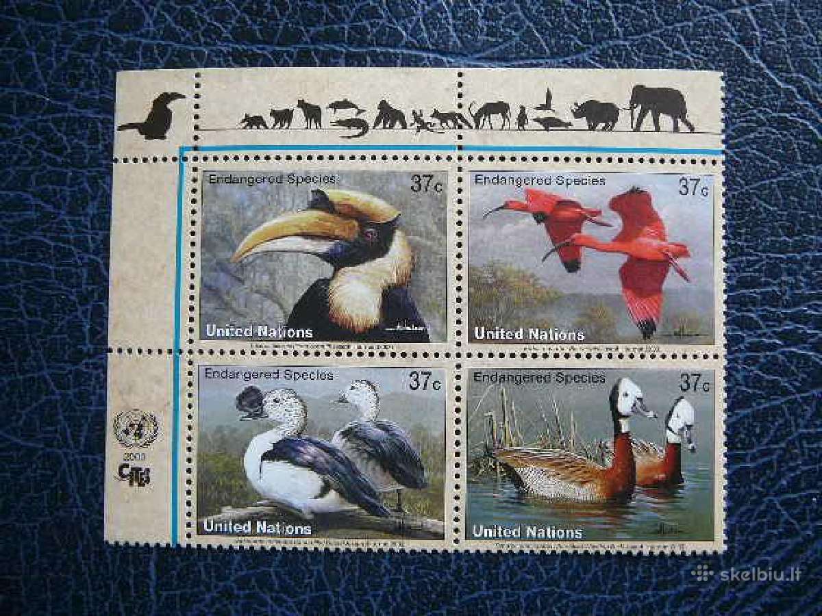 Pauksciai Sno - (JAV) 2003 snj925