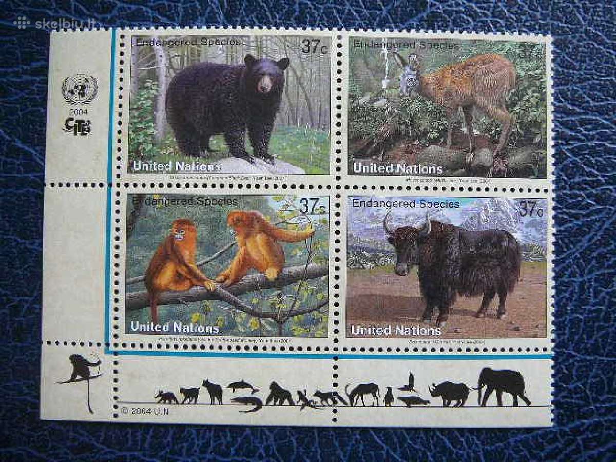Meskos Bezdziones Sno - (JAV) 2004 snj946