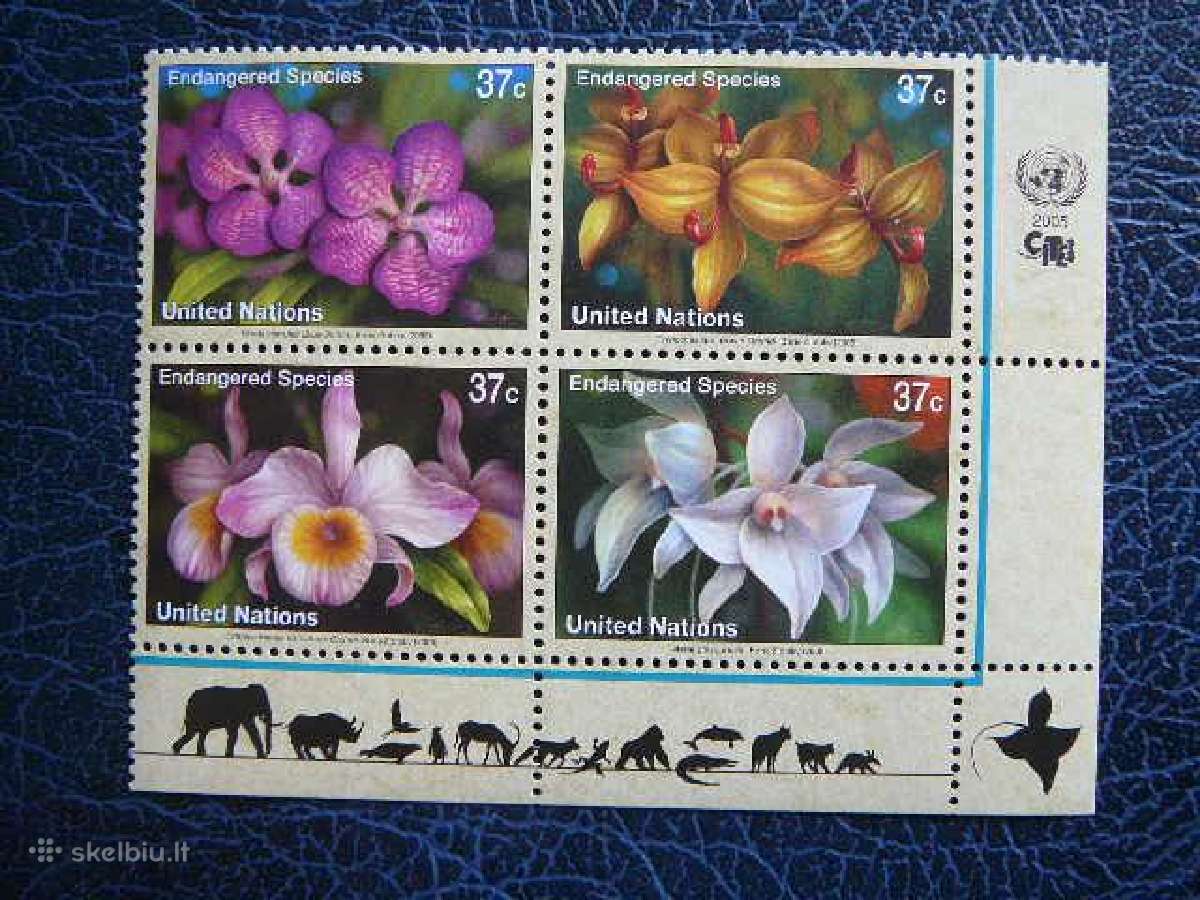 Orchidejos Geles Sno - (JAV) 2005 snj986