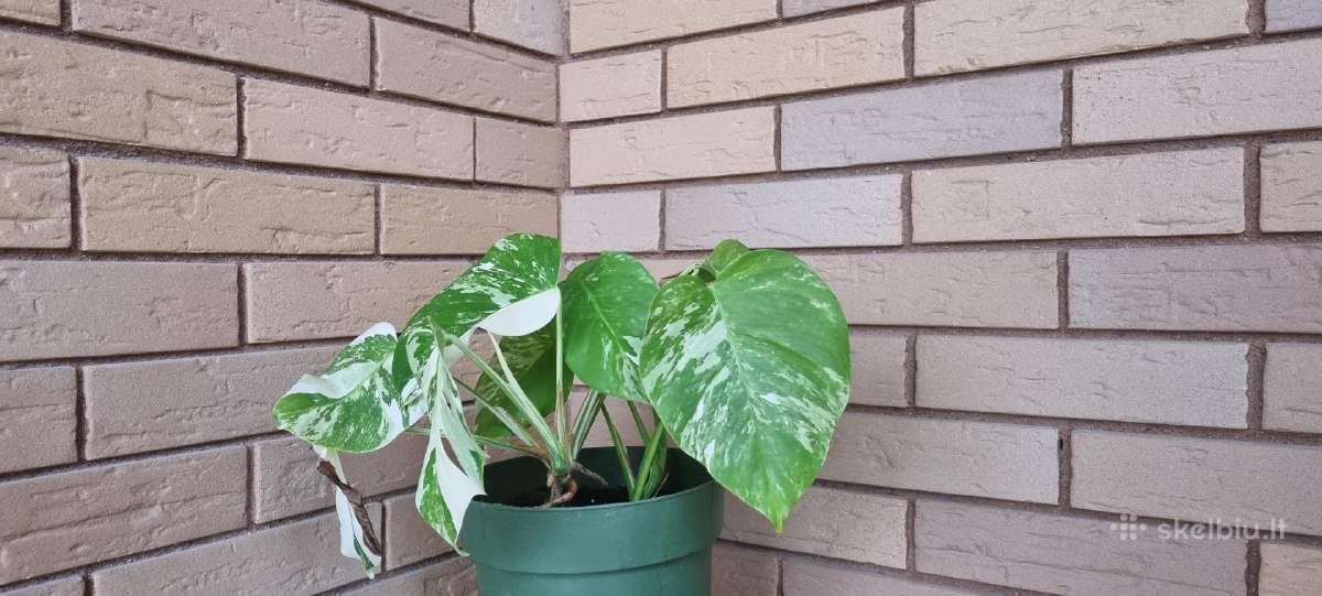 Monstera alba - nuotraukos Nr. 2