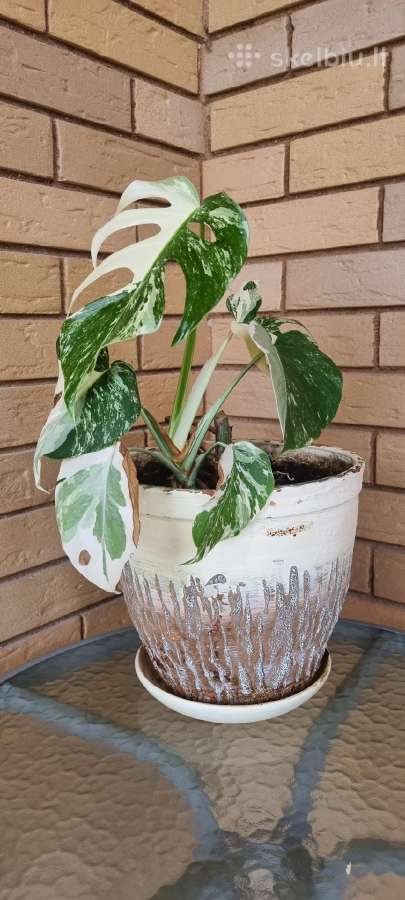 Monstera alba - nuotraukos Nr. 3