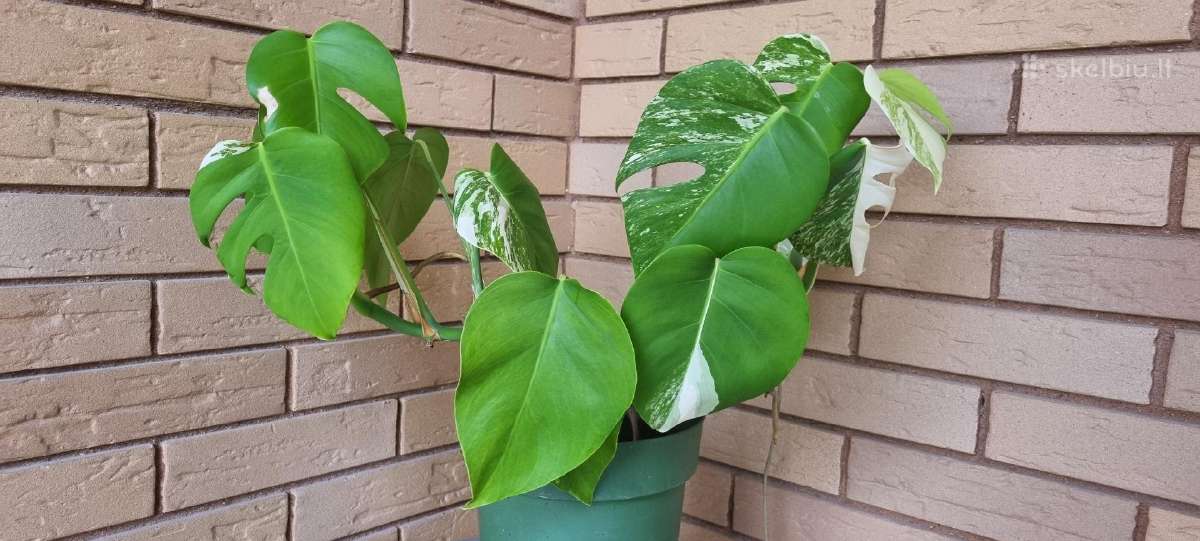 Monstera alba - nuotraukos Nr. 4