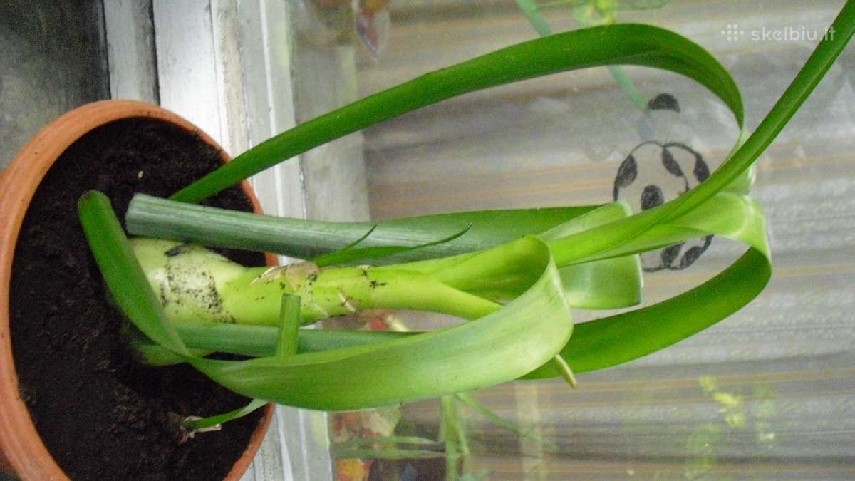 Gydantis augalas