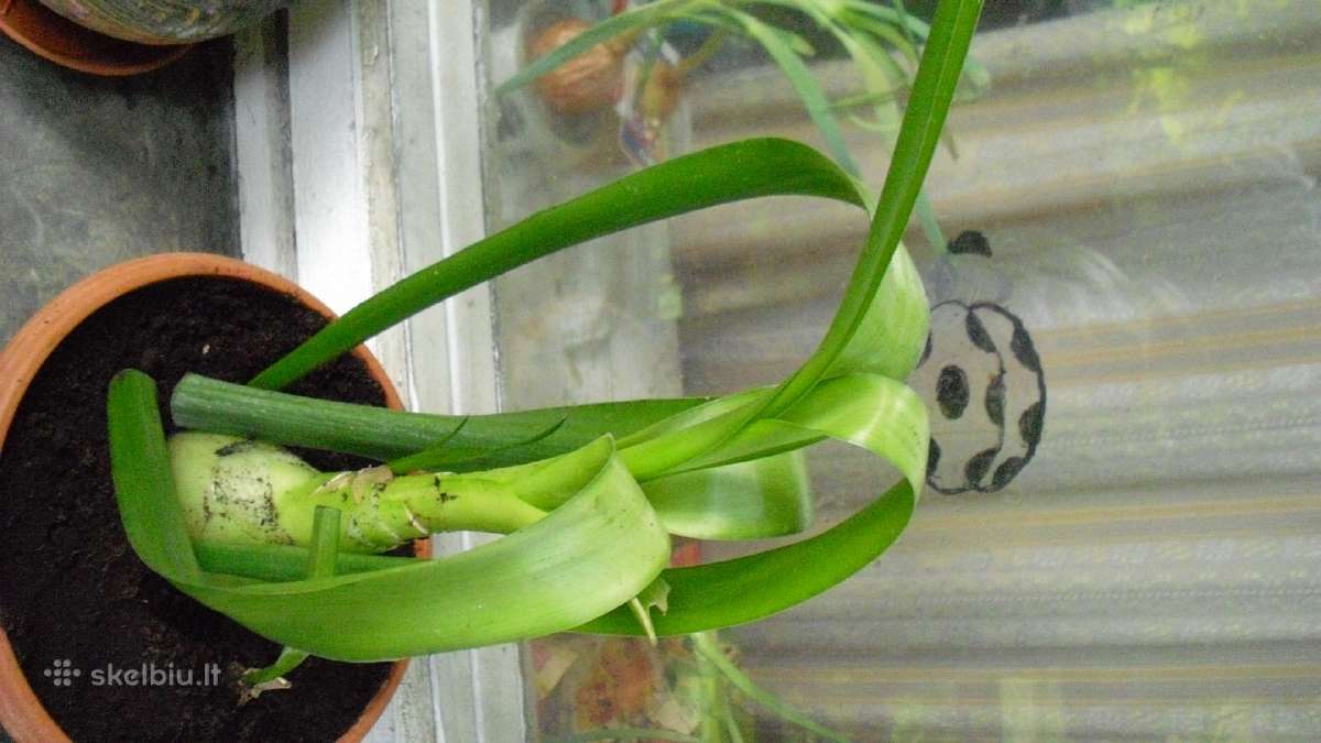 Gydantis augalas - nuotraukos Nr. 2