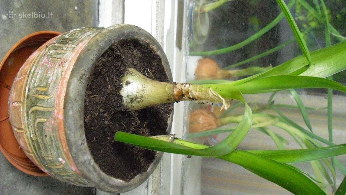 Gydantis augalas - nuotraukos Nr. 3