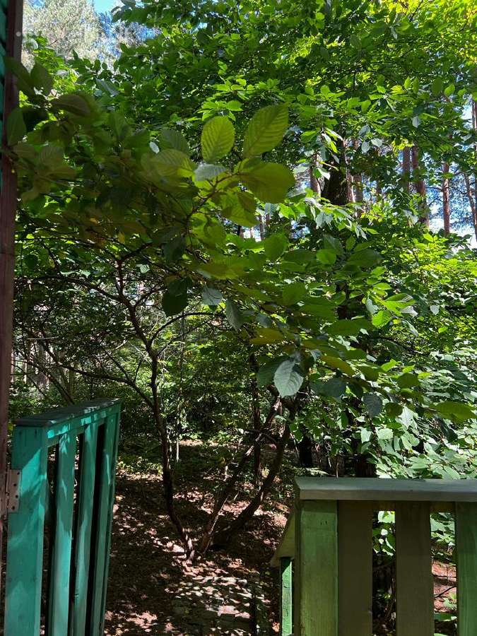 Nuomojame namelius pušyne,netoli jūros nuo 5eur/žm - nuotraukos Nr. 9