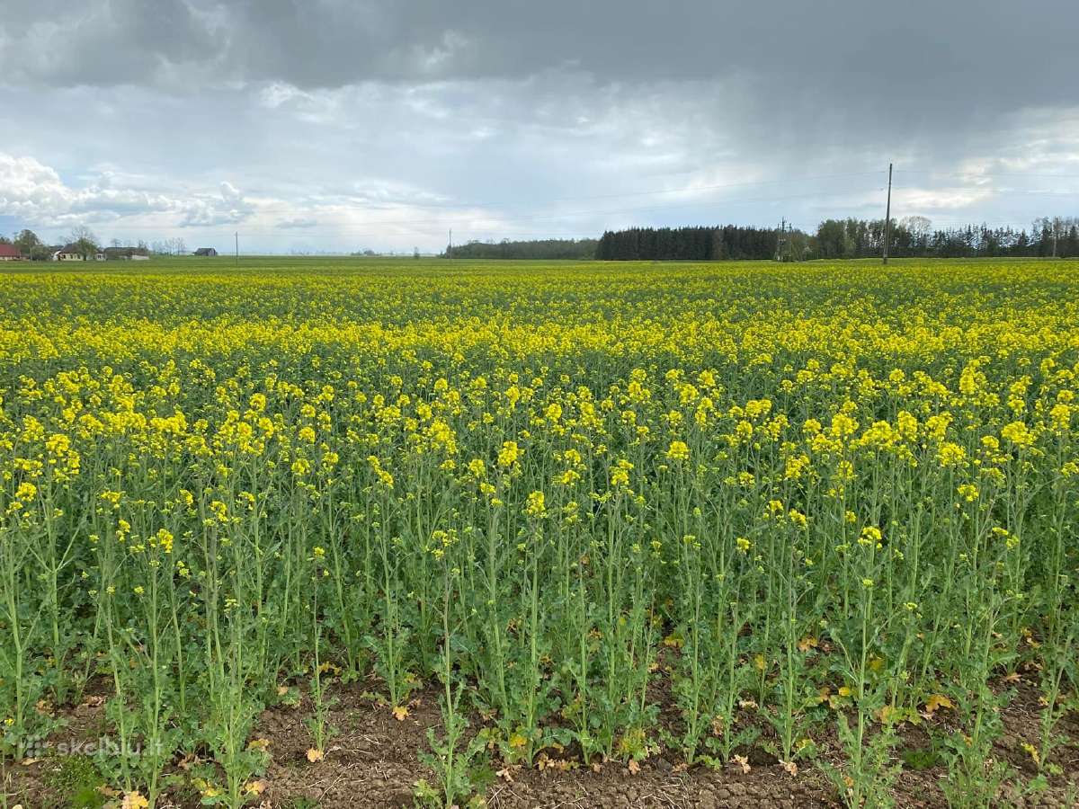 Strip-till rapsų sėjos paslauga - nuotraukos Nr. 9