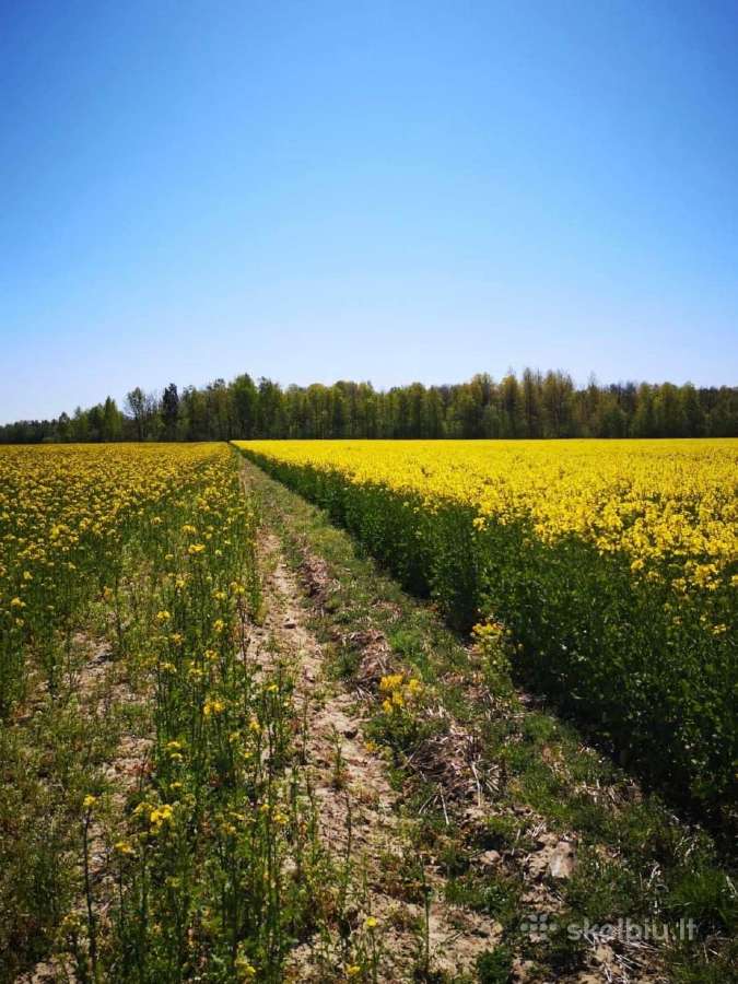 Strip-till rapsų sėjos paslauga - nuotraukos Nr. 4