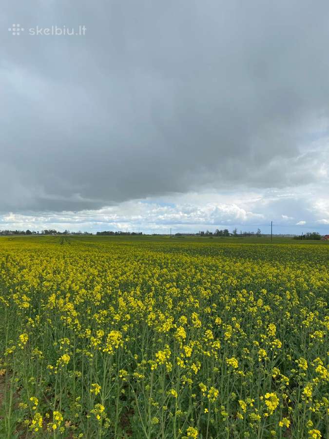 Strip-till rapsų sėjos paslauga - nuotraukos Nr. 7