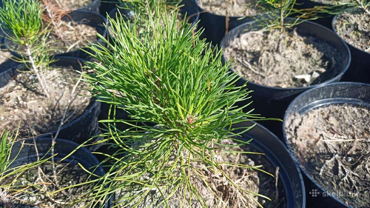 Kalniniai kadagiai Blue Arrow - nuotraukos Nr. 6