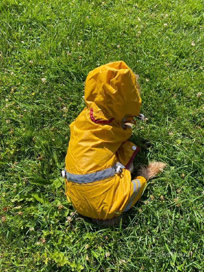 Kuprinė šunelio - nuotraukos Nr. 12