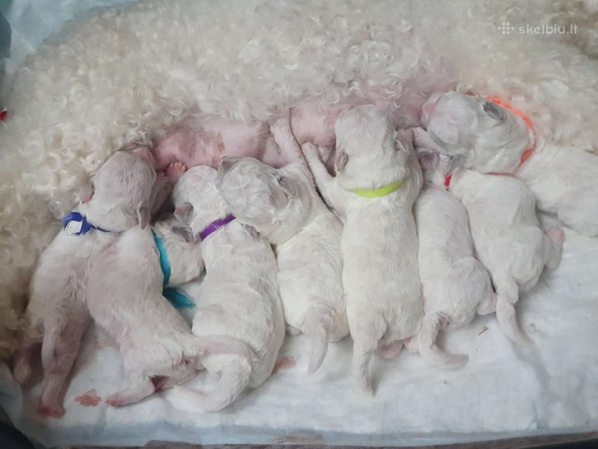 Kilmingi garbanotieji bišonai/ bichon frise - nuotraukos Nr. 28