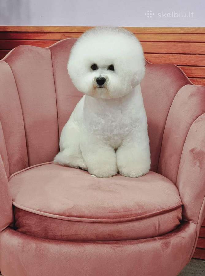 Kilmingi garbanotieji bišonai/ bichon frise - nuotraukos Nr. 30