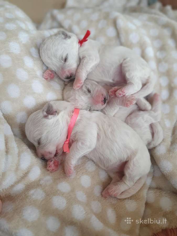 Kilmingi garbanotieji bišonai/ bichon frise - nuotraukos Nr. 29