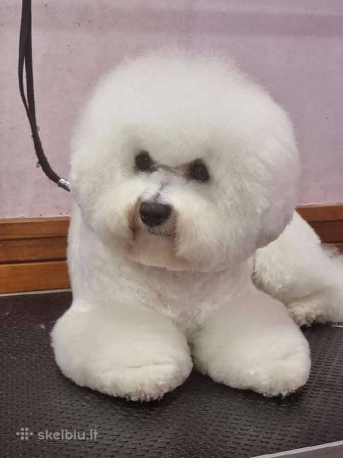 Kilmingi garbanotieji bišonai/ bichon frise - nuotraukos Nr. 35