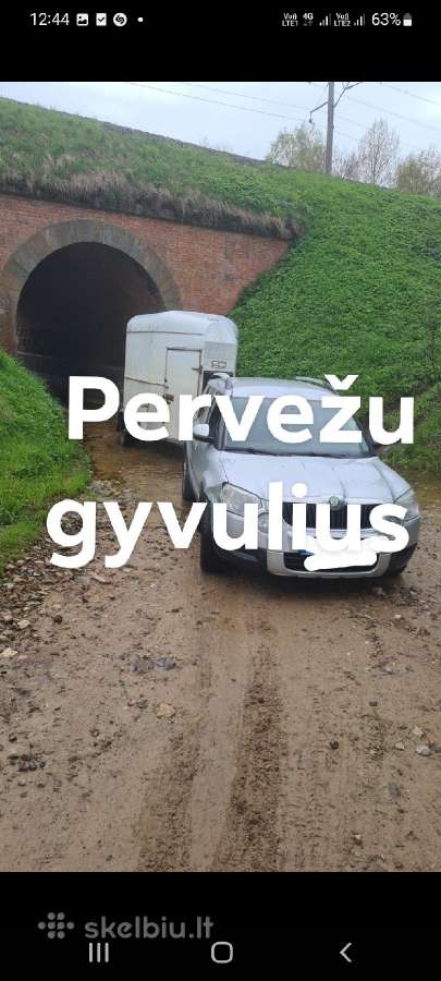 Perku karves bulius