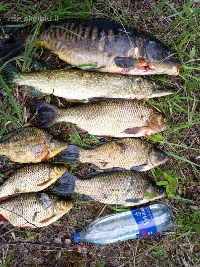 Povandeninės medžioklės nardymo kostiumas, įranga - nuotraukos Nr. 13