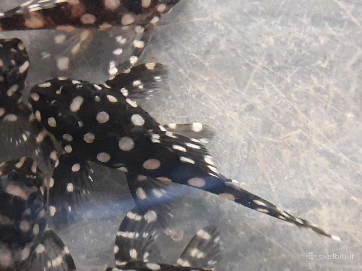 L šamai, pleco, žuvys, žuvytės - nuotraukos Nr. 6