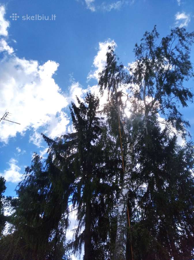 Aukštalipiai,medžių pjovimas,kelmų naikinimas. - nuotraukos Nr. 11