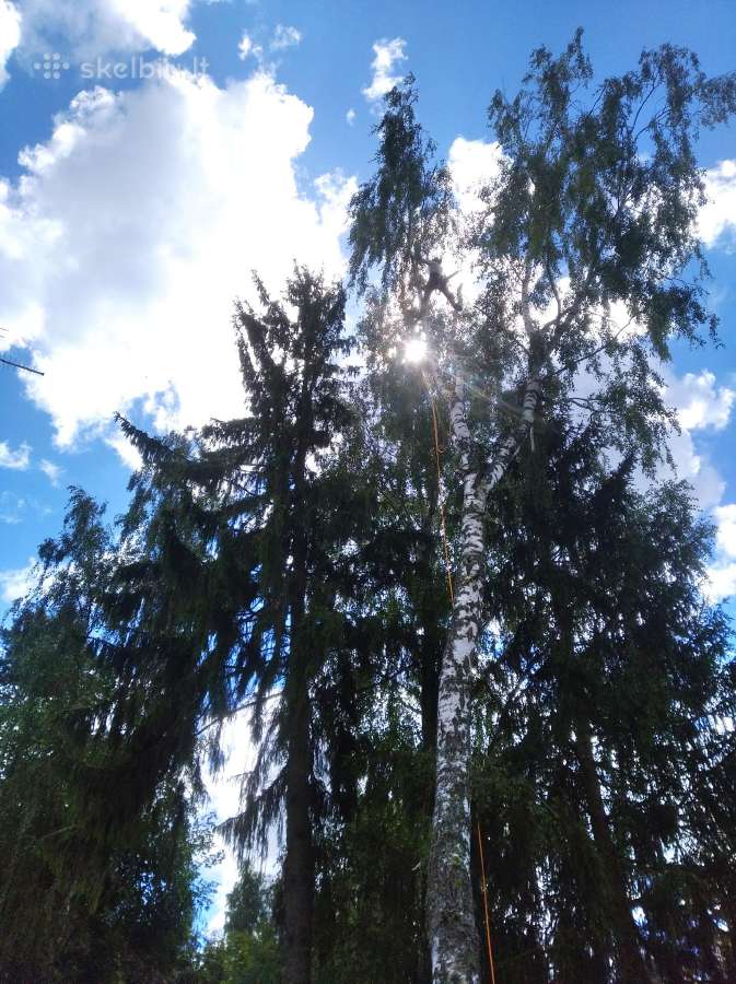 Aukštalipiai,medžių pjovimas,kelmų naikinimas. - nuotraukos Nr. 12