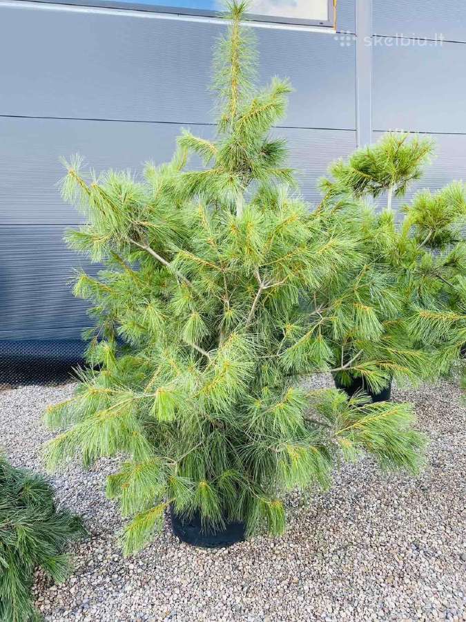 Tujos Smaragd Brabant Juodosios Kalninės Pušys - nuotraukos Nr. 11