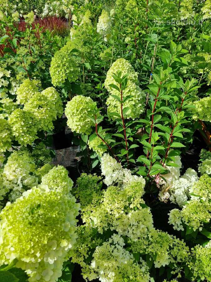Hortenzijos šluotelinės,veigėlės - nuotraukos Nr. 12