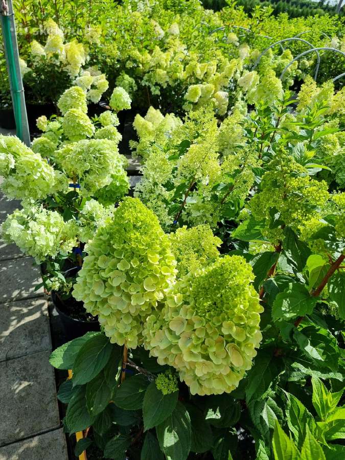 Hortenzijos šluotelinės,veigėlės - nuotraukos Nr. 13