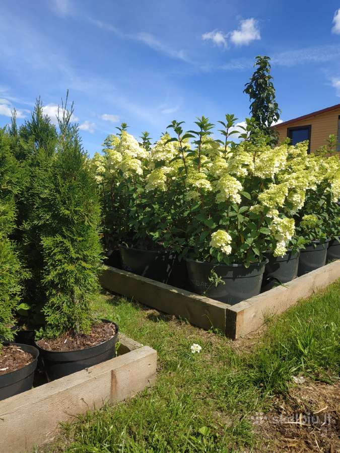 Smaragd tujos. Hortenzijos. Šiauliai - nuotraukos Nr. 8