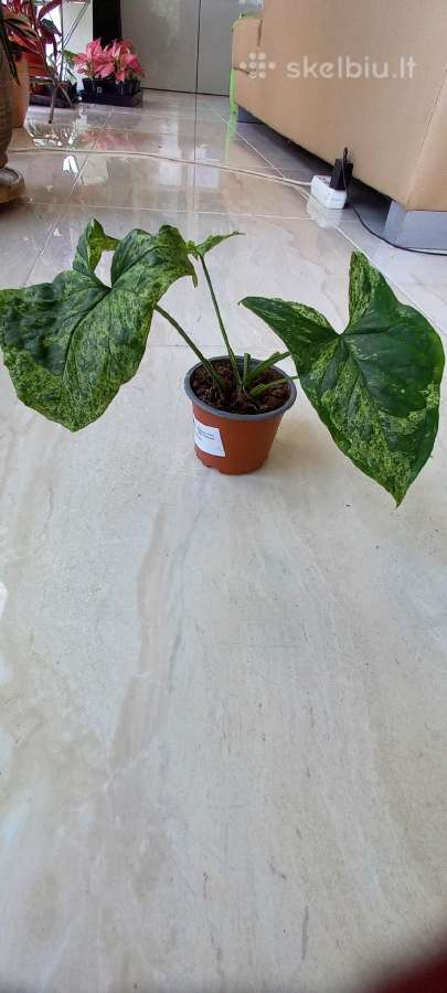 Syngonium Amerald Gem kolekcinis augalas.arba Alba - nuotraukos Nr. 10
