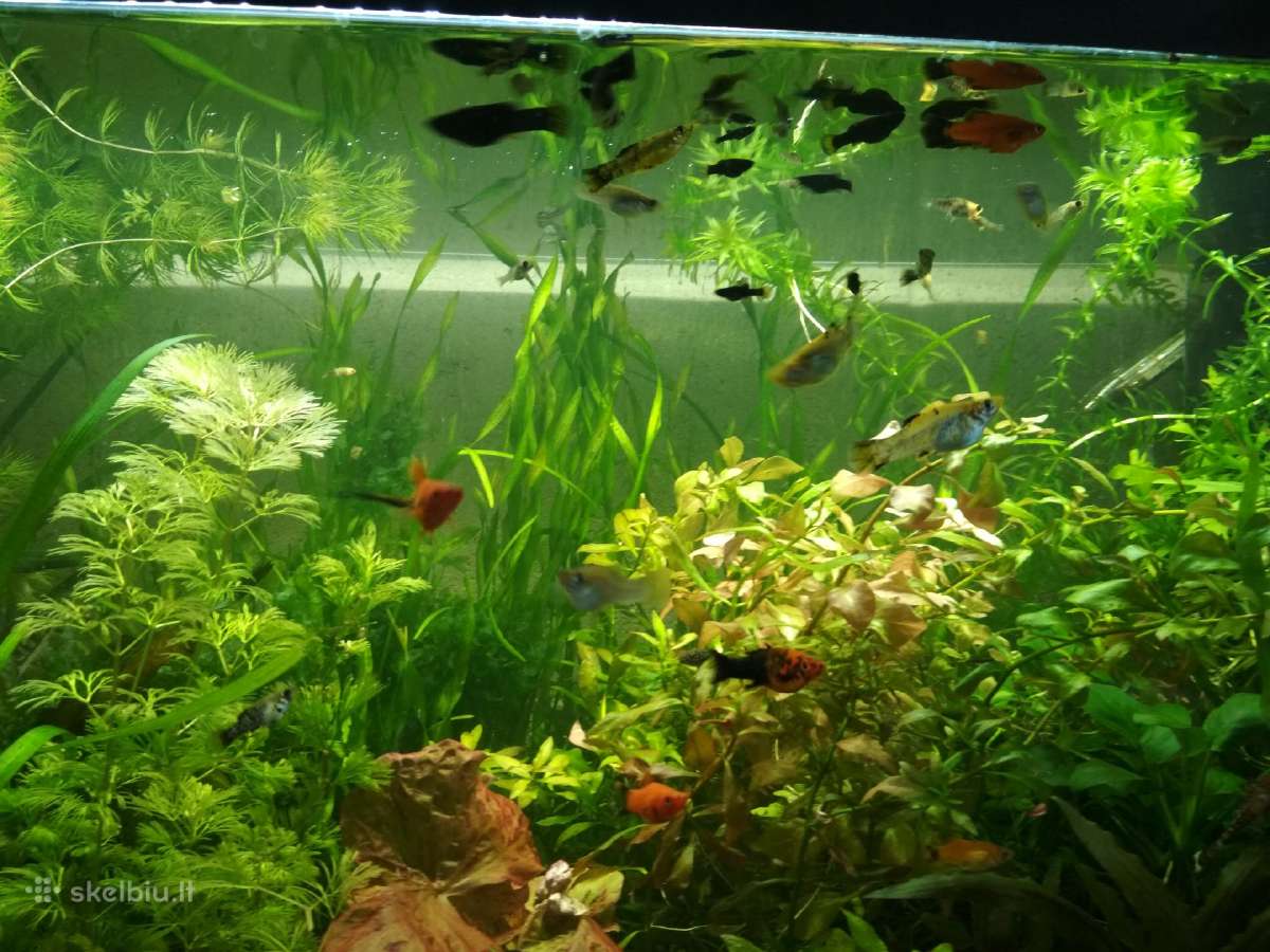 Augalai be Co2 - nuotraukos Nr. 2