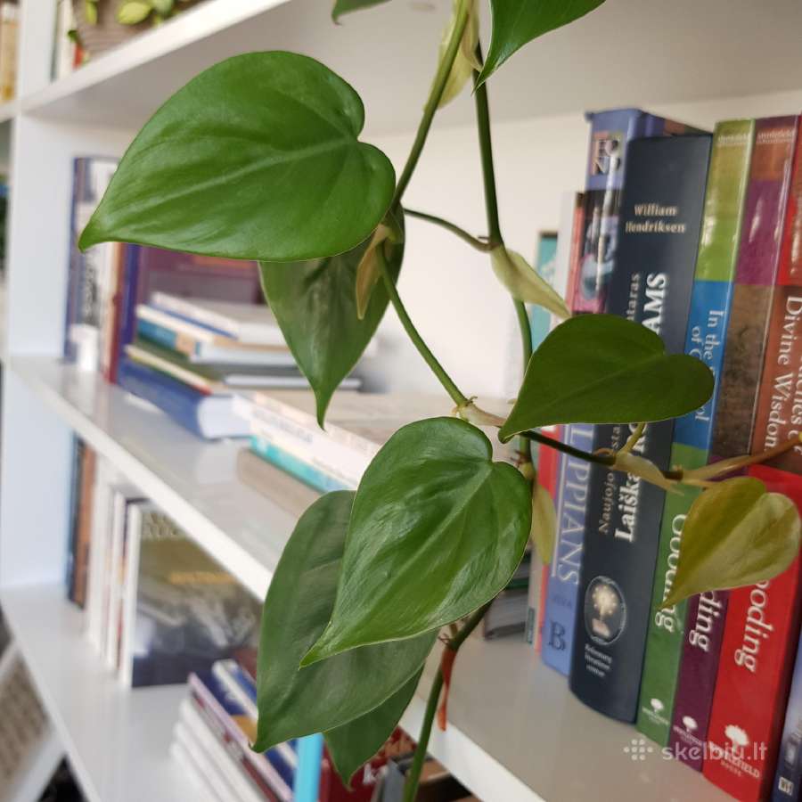 Philodendron Scandens karpiniai